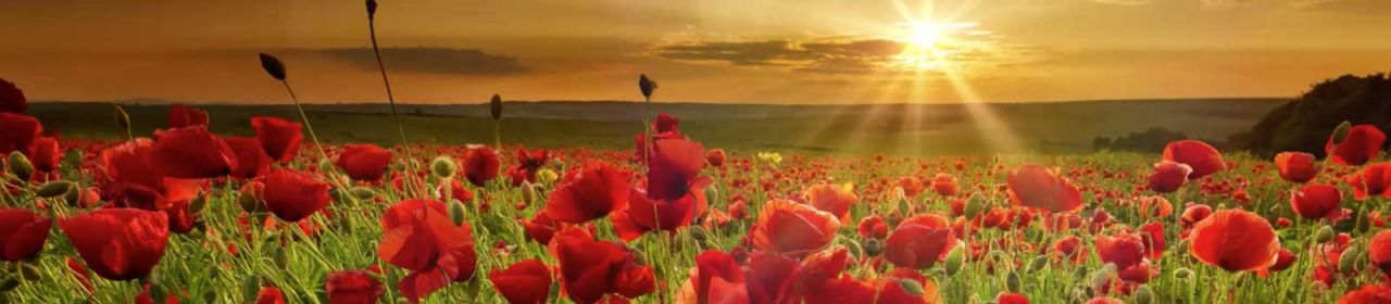 Si buscas ilusión ...